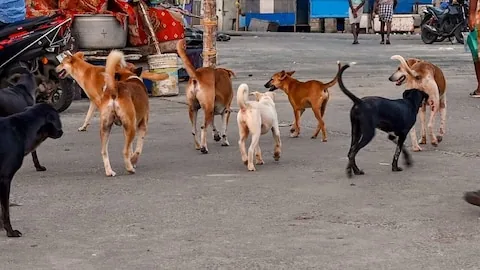 खतरनाक आतंक: चमोली में पागल कुत्तों के खौफ से तीन दिन स्कूल बंद और ऑनलाइन पढ़ाई शुरू