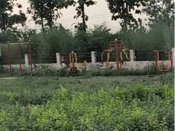 मैदानों की बदहाली: स्कूल के खेल परिसर में उगी घास और झाड़ियों से गतिविधियां प्रभावित