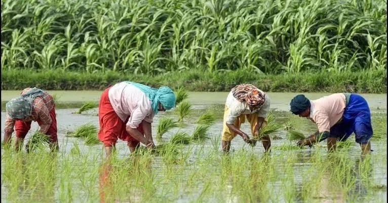 कृषि क्षेत्र में संकट: अनियमित बारिश के कारण खरीफ की फसलों पर मंडराया बड़ा खतरा, किसानों की बढ़ी चिंता