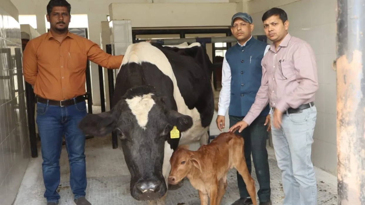 बड़ी सफलता: सरोगेट गंगातीरी गाय ने बीएचयू में साहीवाल बछिया को दिया जन्म