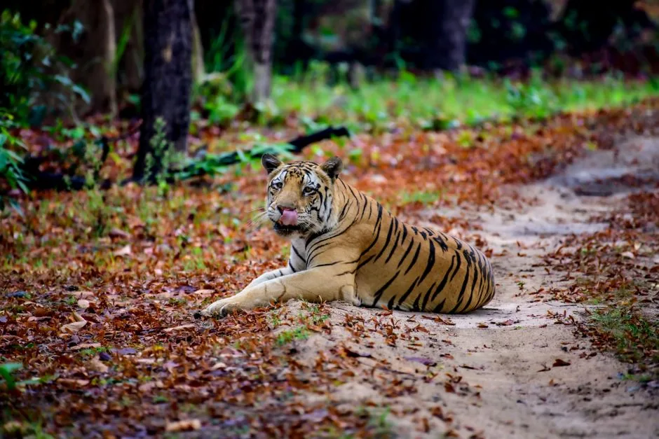 सफेद बाघों का उद्गम स्थल रीवा: जैव विविधता और पर्यावरण संरक्षण के इस ऐतिहासिक अध्याय से जुड़ी है पूरी दुनिया की गहरी रुचि, जानिए इसकी अनकही कहानी!