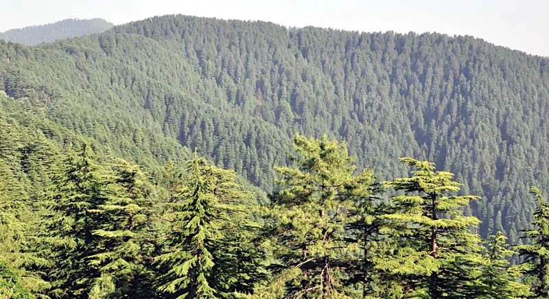 आर्थिक खजाना: हिमाचल प्रदेश के जंगलों में छिपा है बाईस हजार करोड़ से अधिक का धन, सरकार ने की बड़ी डील