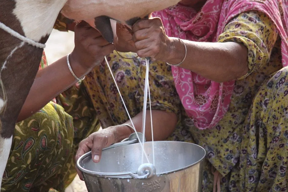 दुग्ध विकास: बेगूसराय के बलिया में अत्याधुनिक मिल्क चिलिंग प्लांट का हुआ लोकार्पण