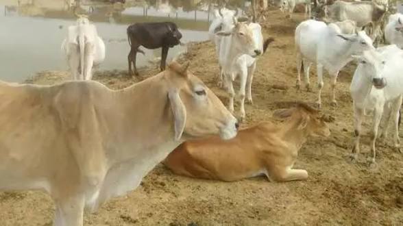 हमीरपुर : अन्ना जानवर बना हादसे की वजह, दो कारों की भिड़ंत में कई घायल