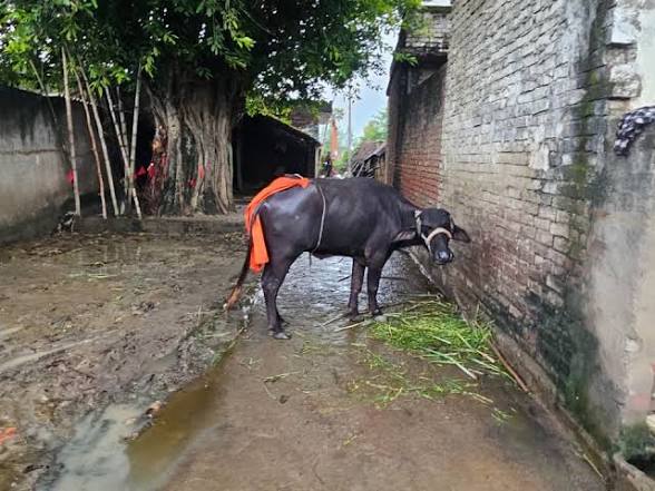 भैंस के इलाज में लापरवाही का आरोप, किसान ने 25 हजार रुपये लेने की शिकायत की
