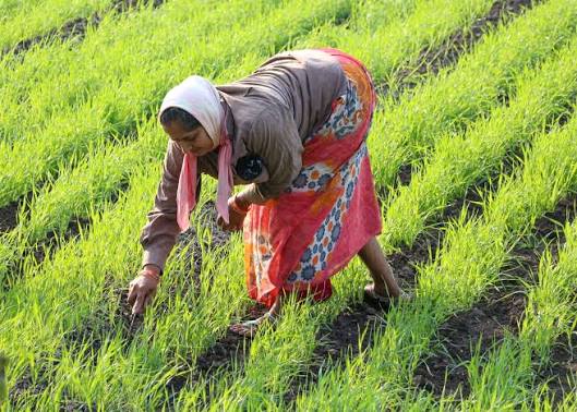 यूपी के किसानों पर बढ़ा कर्ज का बोझ, KCC बकाए में देश में सबसे आगे