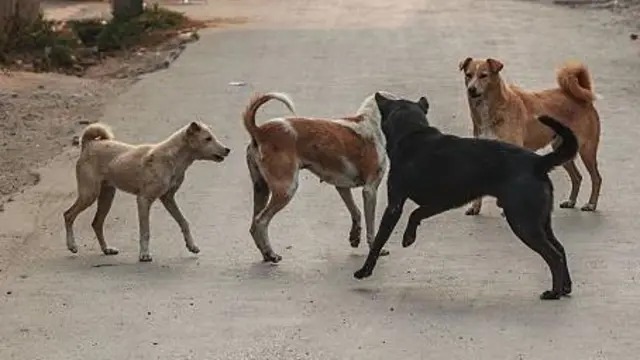 सादाबाद में कुत्ते को रस्सी से बांधकर पीटने का वीडियो वायरल, मौत के आरोप पर पुलिस जांच शुरू