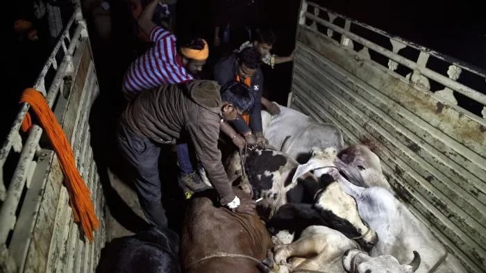 अनोखा राजफाश: जेल के अंदर साथी को सुनाई पांच गायों की हत्या की कहानी, बाहर आकर शख्स ने पुलिस को दी सूचना और दर्ज हुआ नया मुकदमा