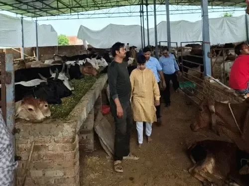 पर्युषण पर्व पर गौसेवा: गौशाला में हरा चारा, दवाइयां और 21 हजार रुपए का सहयोग प्रदान किया गया