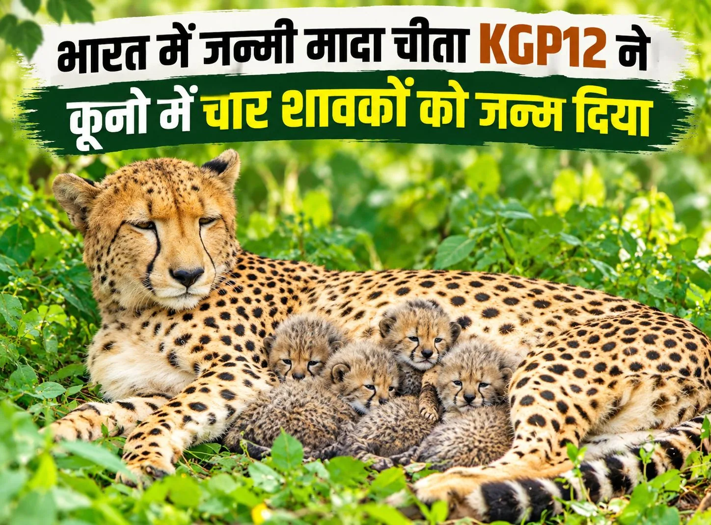 कूनो से बड़ी खुशखबरी: भारत में जन्मी KGP-12 बनी मां, चार शावकों को दिया जन्म