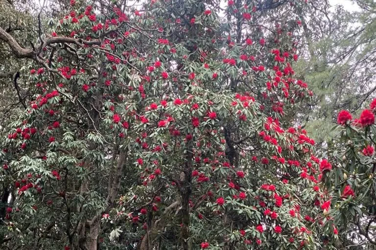 हिमाचल में नई खोज: बुरांस के पेड़ों को नुकसान पहुँचाने वाले कीट का प्राकृतिक दुश्मन मिला