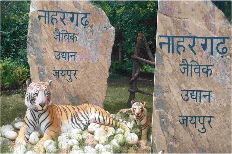 दर्दनाक हादसा: जयपुर के नाहरगढ़ बायोलॉजिकल पार्क में बाघ के हमले से महिला मजदूर की मौत