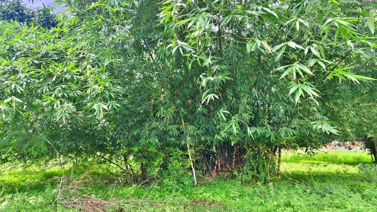 लातेहार अपडेट: पलामू टाइगर रिजर्व में नहीं मनाया गया विश्व बांस दिवस