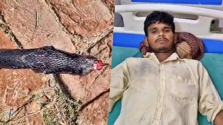 ब बड़ा खतरा: हिमाचल के चंबा में ईरानी कोबरा के काटने से दो लोगों की मौत, भारतीय एंटी वेनम बेअसर