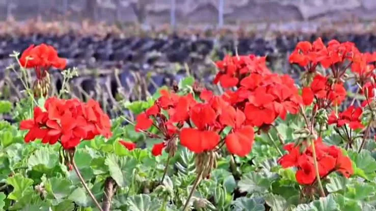 हरित पहल: दो नमो वन और एक नर्सरी को मिली मंजूरी, स्मार्ट तकनीक से संवरेगा पर्यावरण