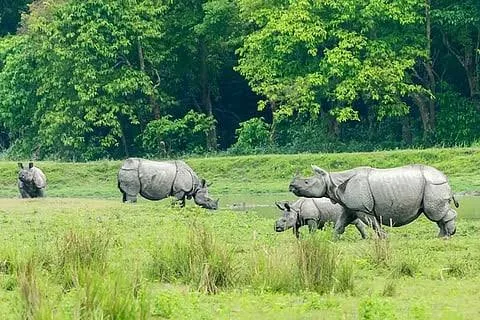 वन्यजीव संरक्षण की सफलता: कानपुर चिड़ियाघर में गैंडों का परिवार बढ़कर हुआ 11 सदस्यों का
