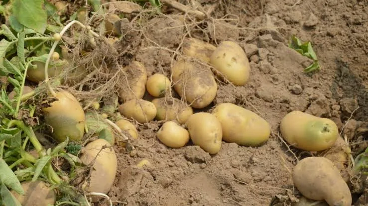 आलू किसानों की परेशानी: उत्तर प्रदेश के आगरा में बुकिंग में भारी गिरावट और महंगे बीज