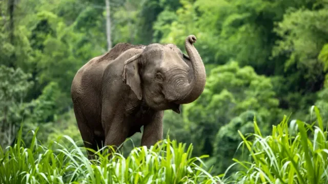 हाथी दिवस पर विशेष: उत्तराखंड में हाथियों की बढ़ती संख्या और पर्यटन को बढ़ावा