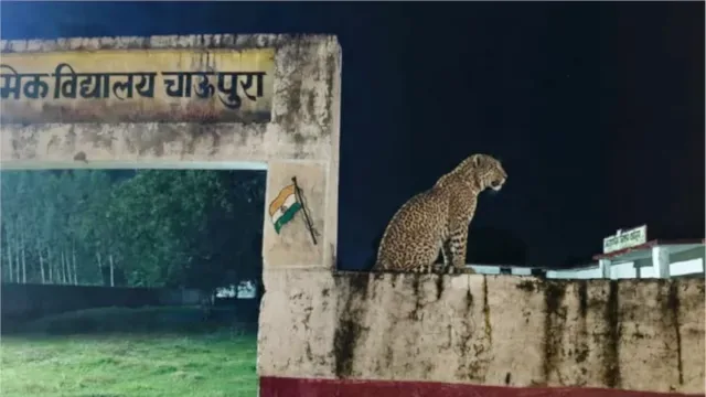 तेंदुए का आतंक: शरीफाबाद गांव में दो महीने से दहशत और बच्चों की पढ़ाई प्रभावित