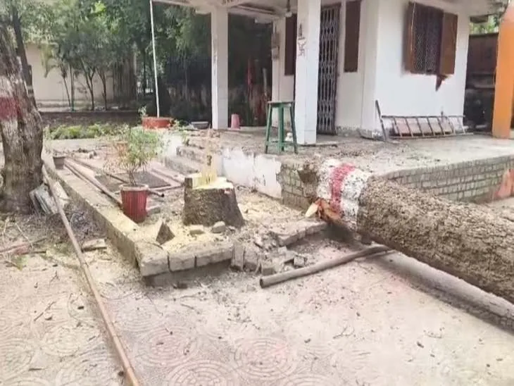 बिलासपुर में वानिकी योजना: सदर क्षेत्र में 50 हजार खैर के पेड़ कटेंगे