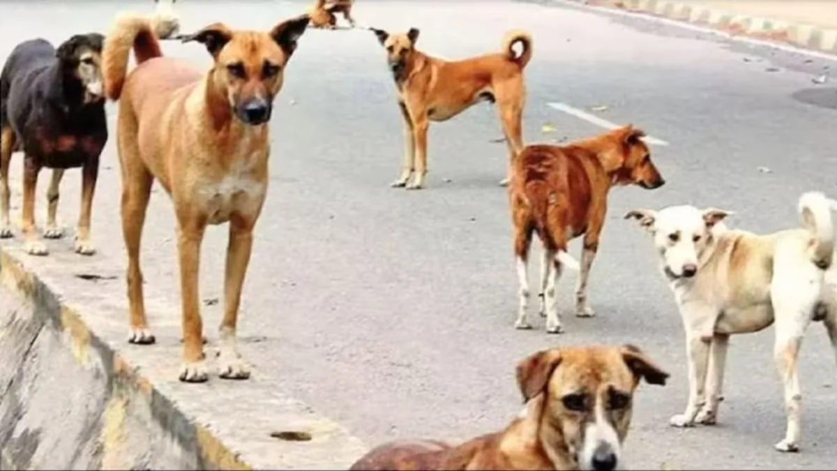 जानवरों का संघर्ष: लखनऊ में कुत्तों के झुंड ने बंदर को नोंचकर मार डाला