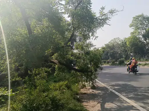 सड़क पर बाधा: लखनऊ-सीतापुर मार्ग पर गिरा नीम का पेड़