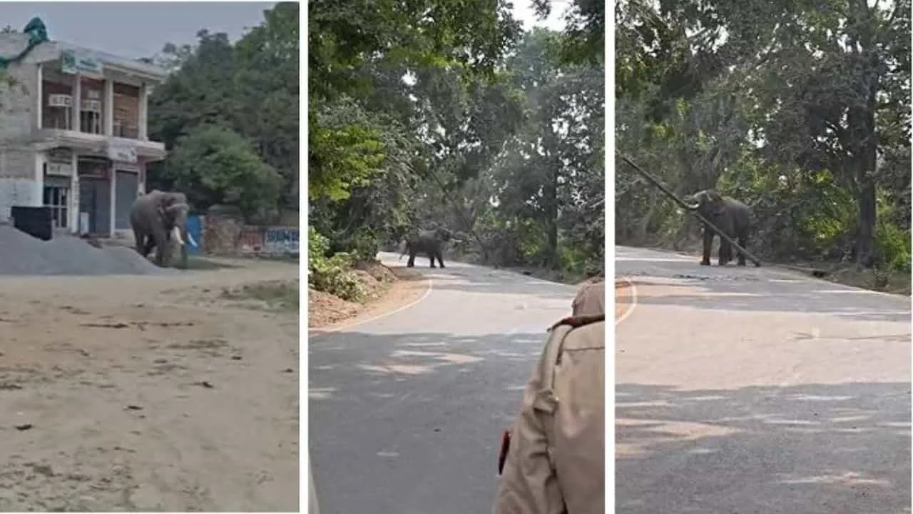 हाथी का तांडव: रामनगर में हथिनी के वियोग में पांच टन के हाथी ने मचाया उत्पात