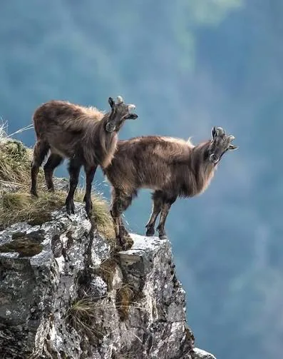 पहाड़ी जीव: हिमालयन ताहर का अनोखा रूप और ऊंचाई वाला ठिकाना