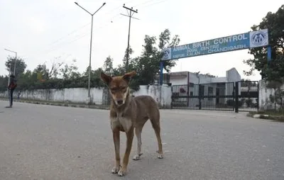 कुल्लू में खतरा: बच्चों की सुरक्षा के लिए लावारिस पशु बने चुनौती