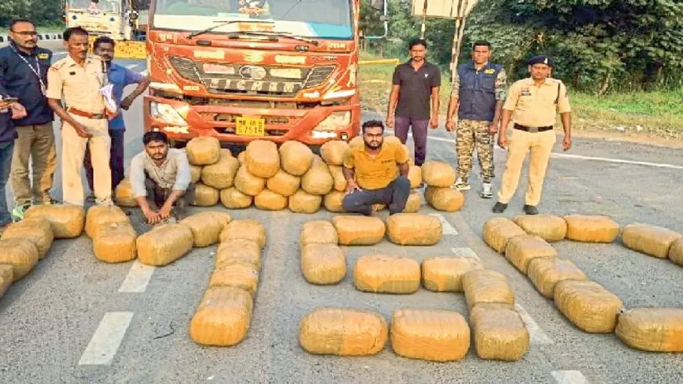 महासमुंद कार्रवाई: 50 करोड़ रुपये का 100 क्विंटल गांजा जब्त और 501 आरोपी गिरफ्तार