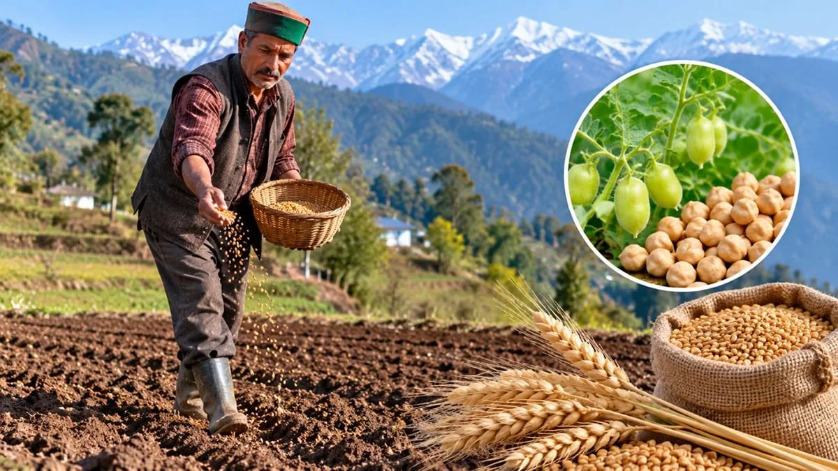 फसल प्रबंधन: खेतों में गेहूं और चना लगाने से पहले किसान करें यह काम